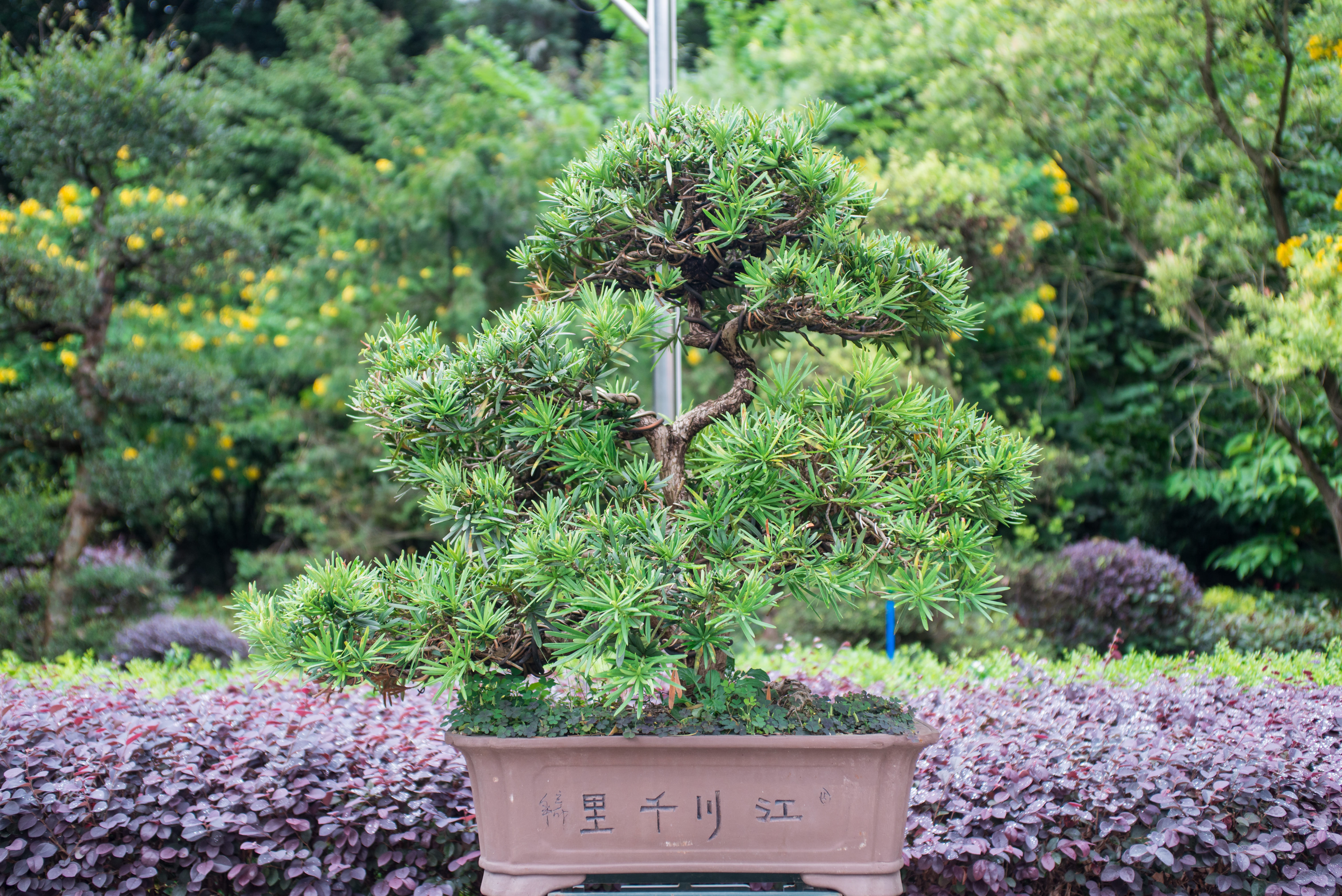 Bonsai tree growing in garden
