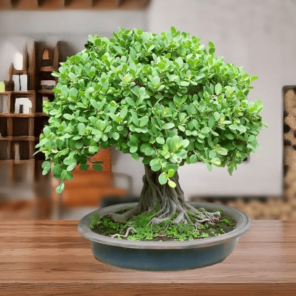 Bonsai Tree