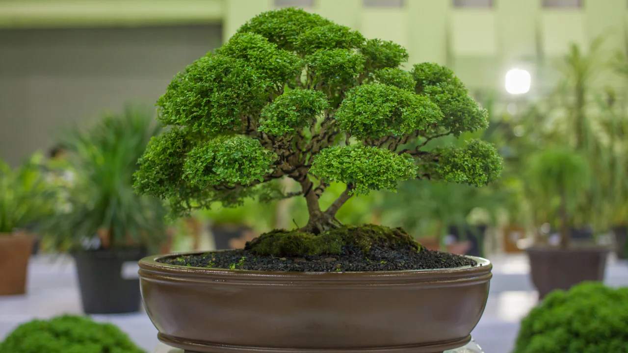 Formal Upright Bonsai