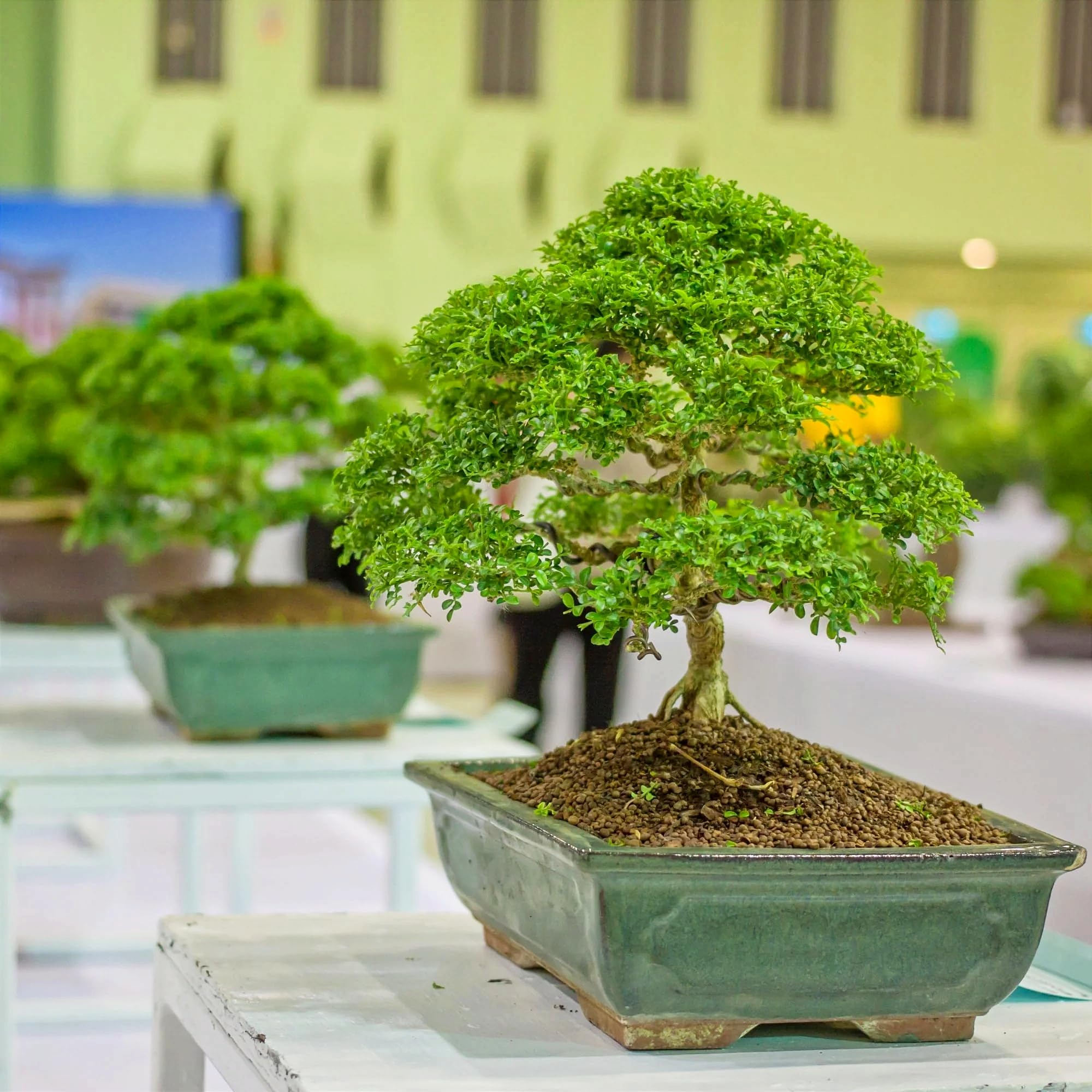 Informal Upright Bonsai