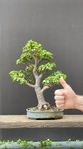 Forest Bonsai