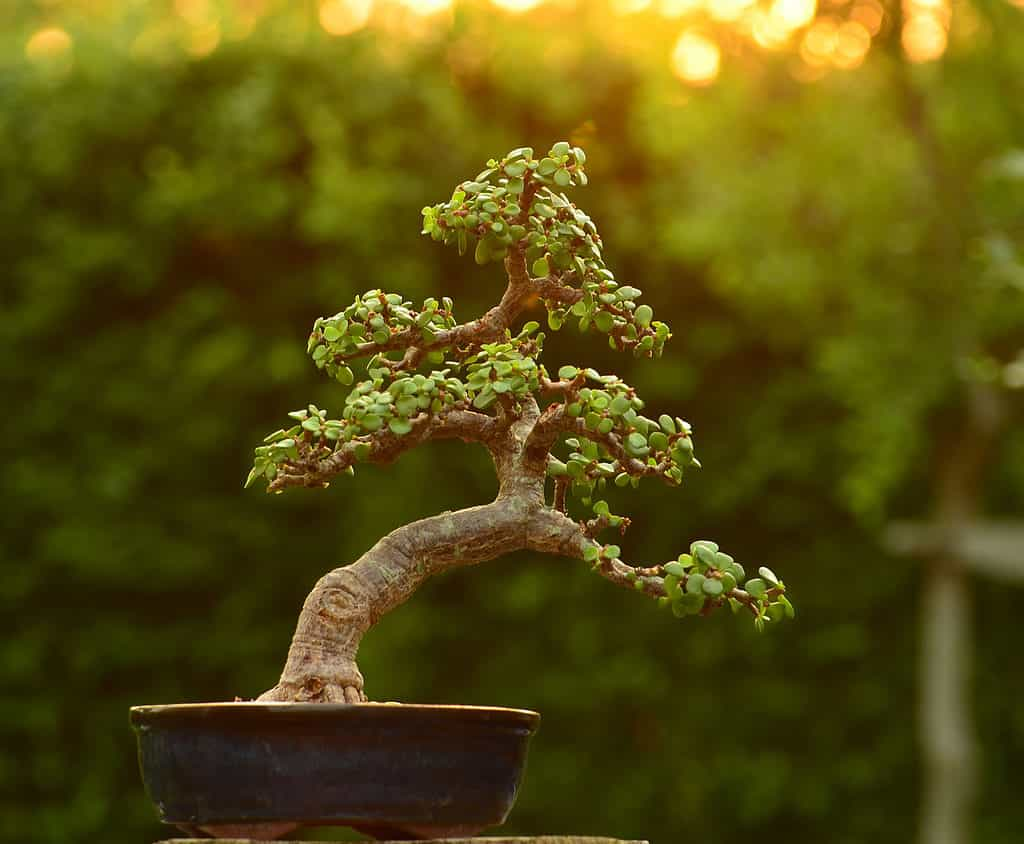 Literati Bonsai